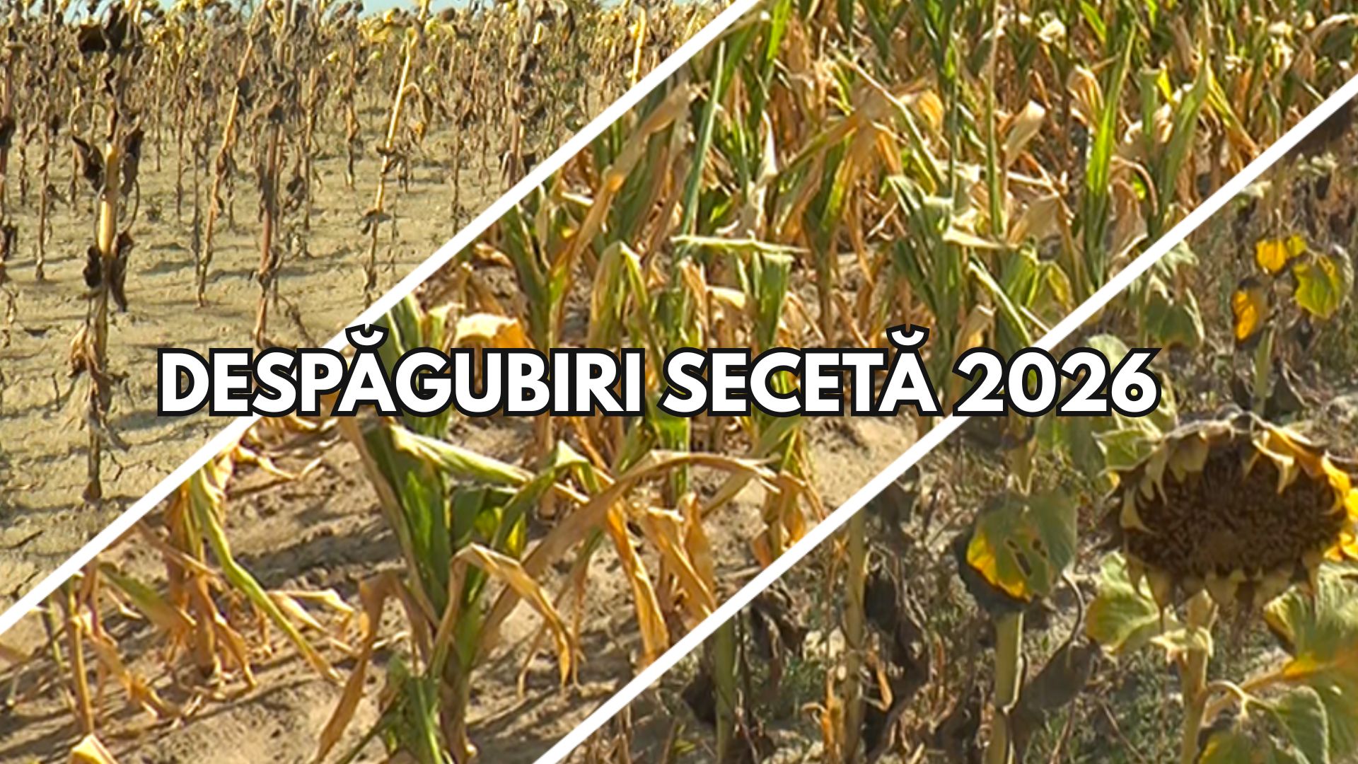 Despăgubiri de secetă - depunere cereri