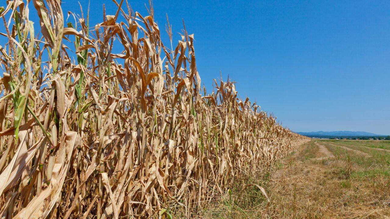 Schimbare la calcularea despăgubirilor de secetă. Fermierii pot primi mai mulți bani de la APIA