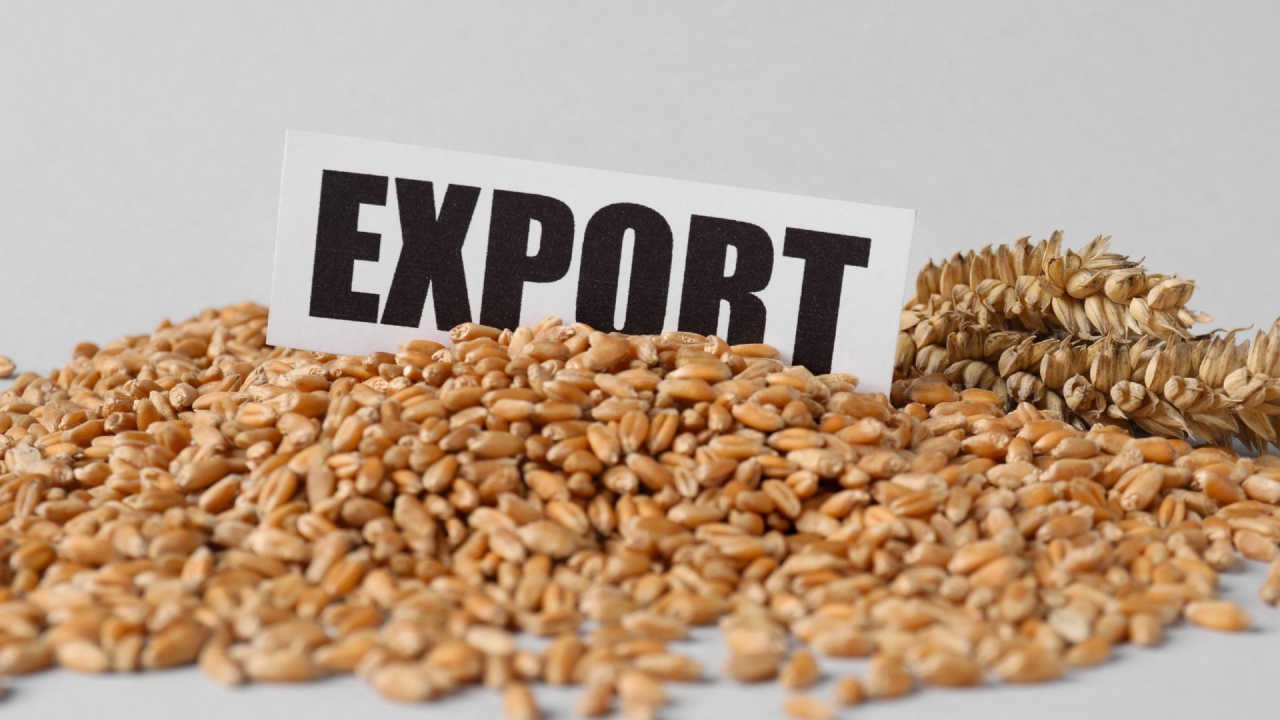 Export de grâu