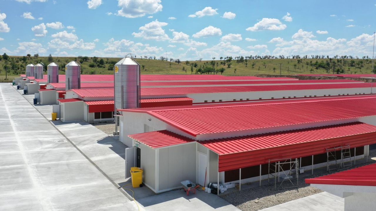 Ferme de pui de carne