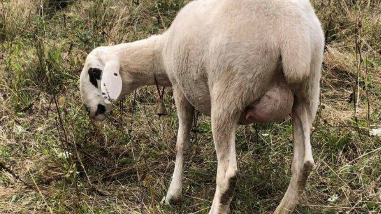 Oaie pe câmp