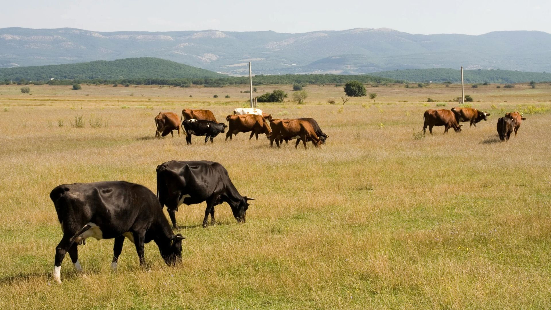 Animale la pășunat pe pajiște