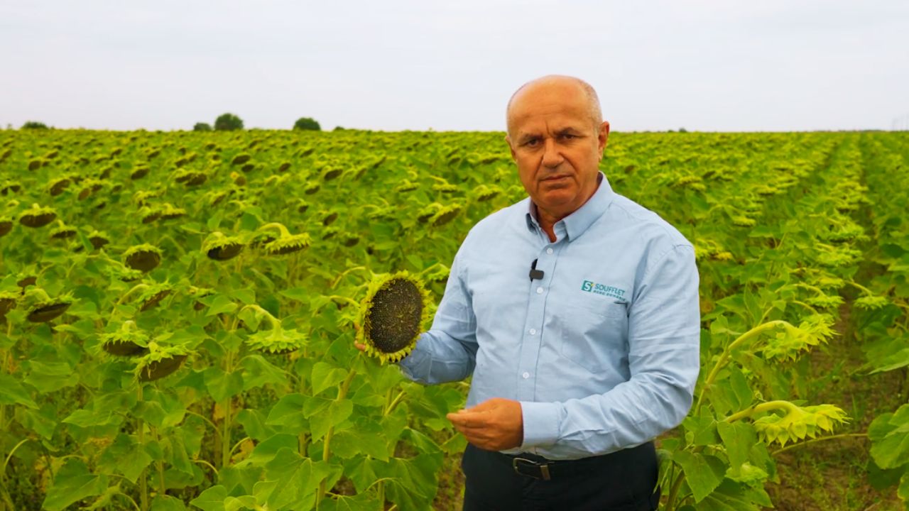 Punctele-forte ale lui Roquette, hibrid linoleic de floarea-soarelui de la Soufflet Agro