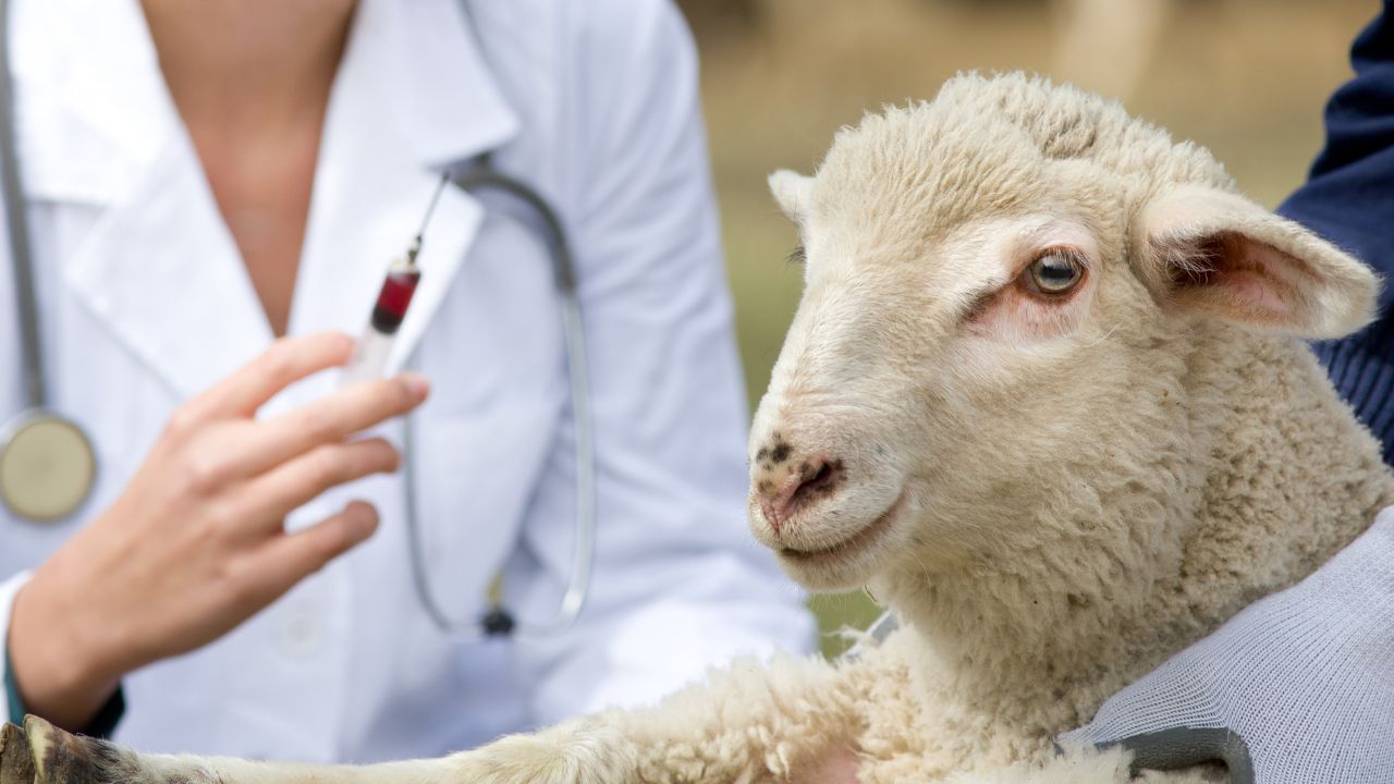 Vaccin ovina