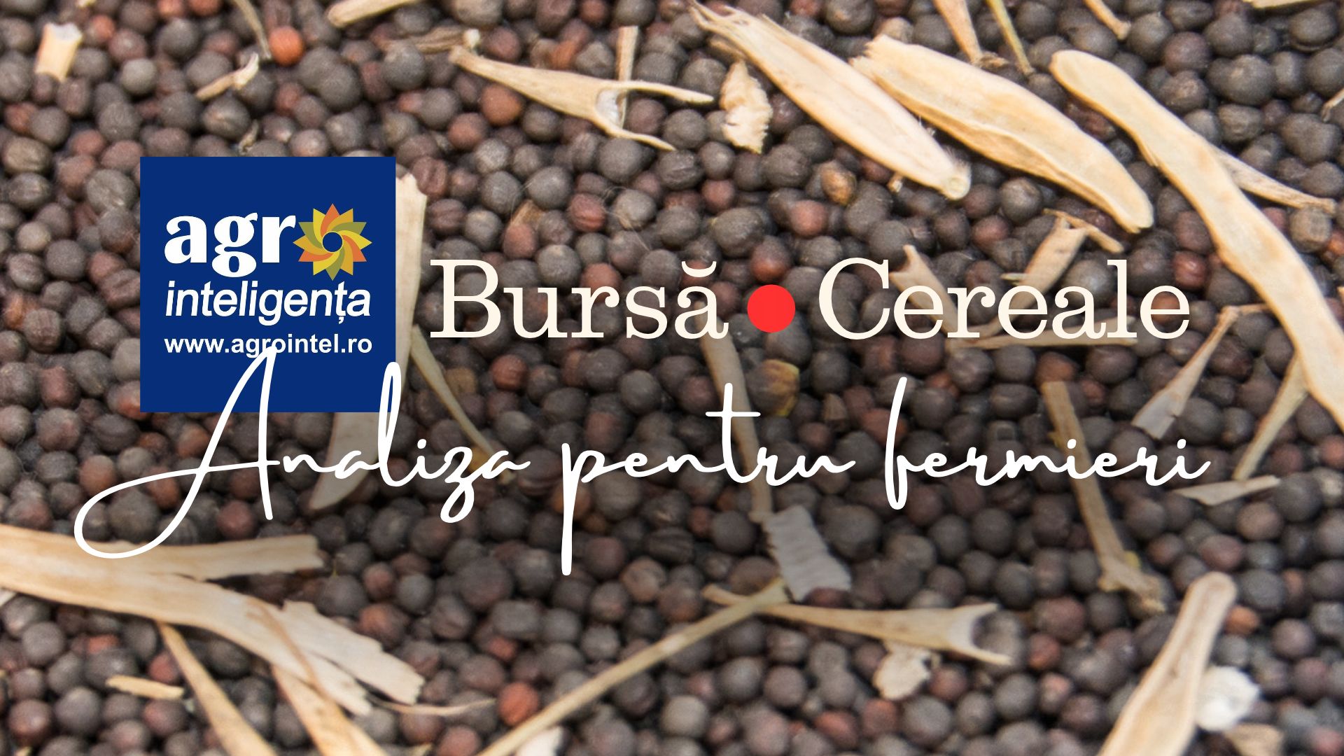 Piața de cereale - prețuri 15 octombrie