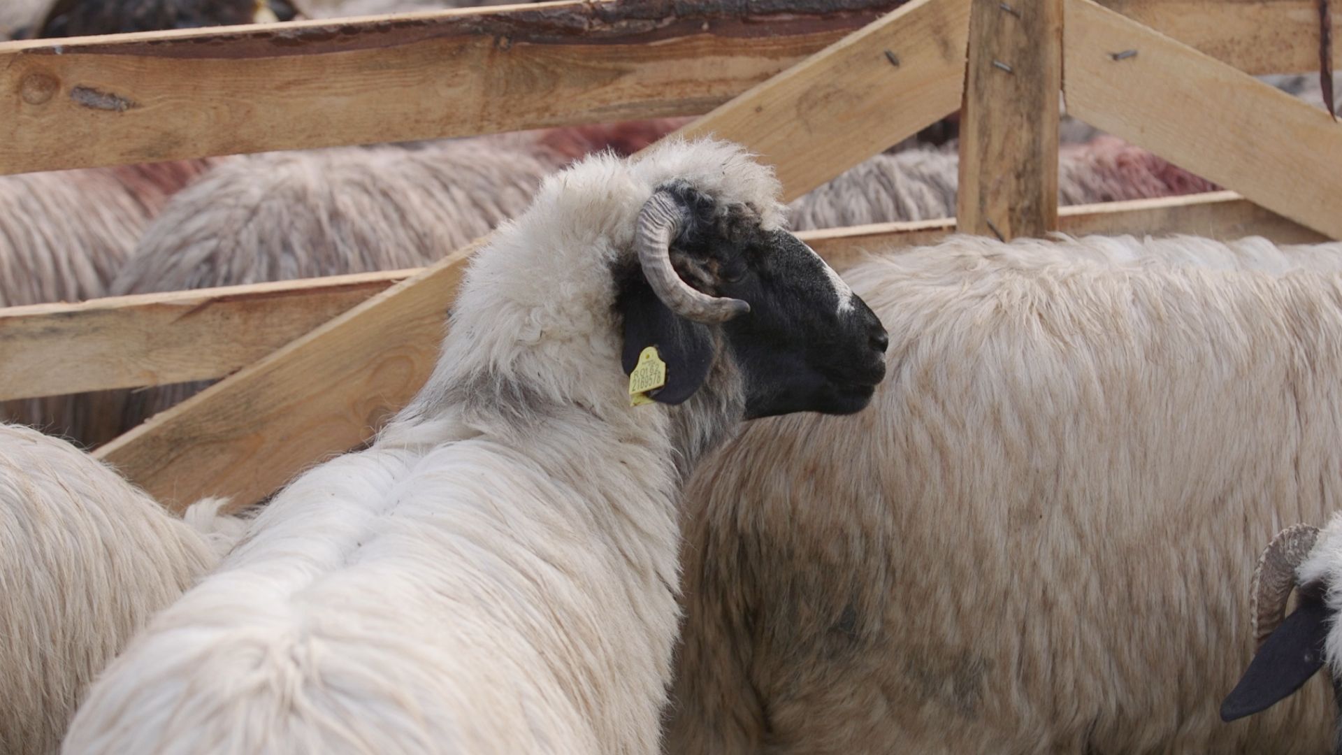 Oi românești