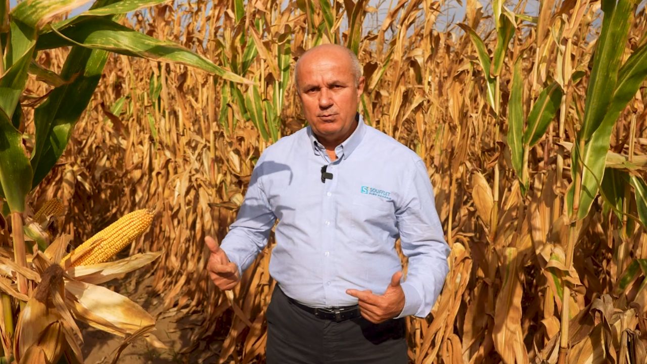 Fabulo, de la Soufflet Agro, este hibridul de porumb care oferă culturii un start puternic