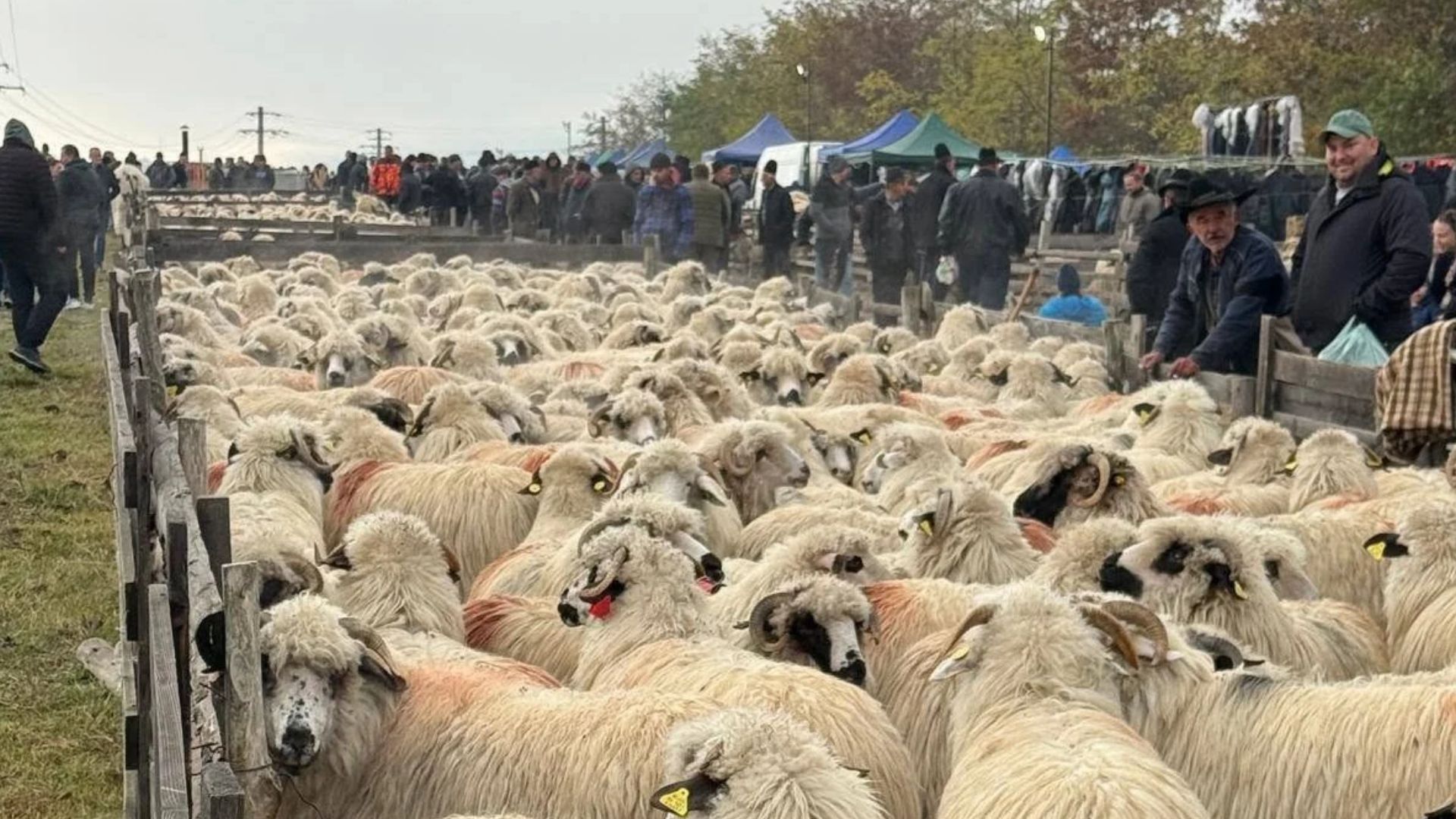 Târgul de toamnă de la Săsciori