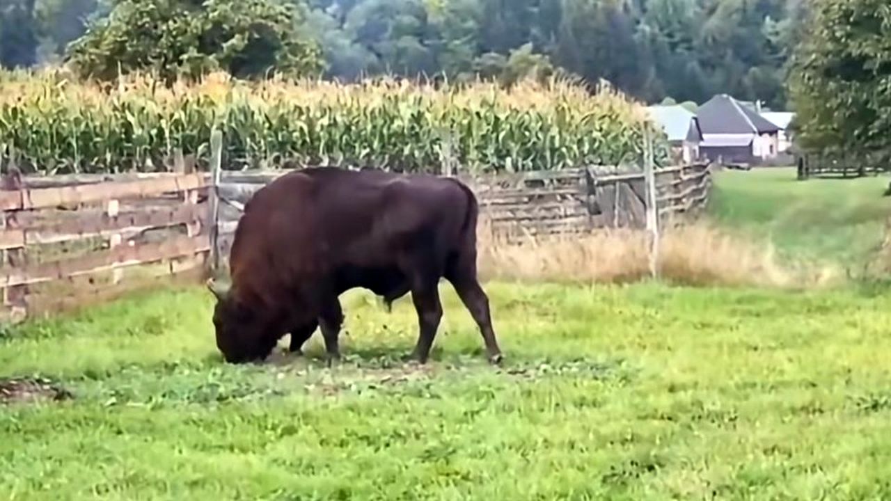 Zimbru la păscut